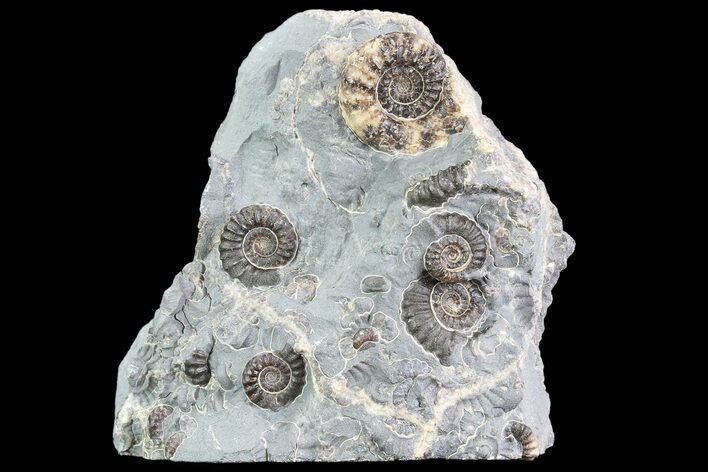 Ammonite (Promicroceras) Cluster - Somerset, England #86251